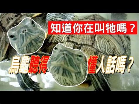 烏龜會笑嗎？|醫二三事／聽！烏龜在笑？｜醫藥新聞｜新聞話題｜元氣